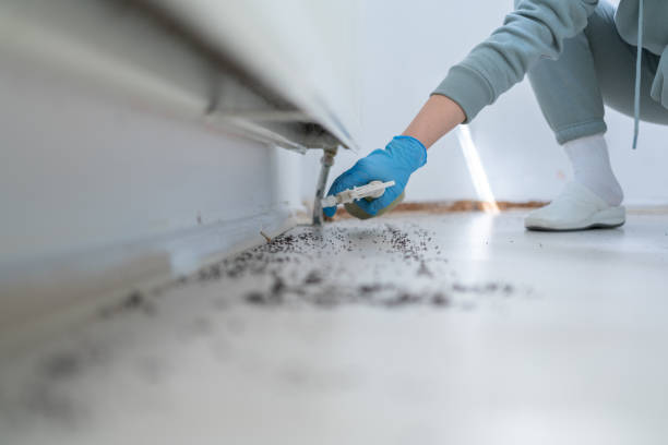 Best Termite Control Services  in Loretto, TN
